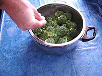 Broccoli